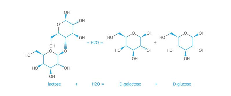 Reação de hidrólise de lactose com enzima lactase